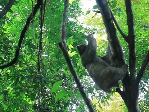 Sloth in the park of Manuel Antonio of Costa Rica Stock Footage 103606404
