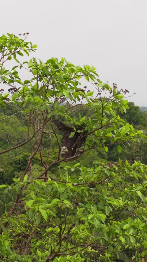 Sloth perching on branch amid verdant rainforest, highlighting biodiversity on Stock Footage 308400256