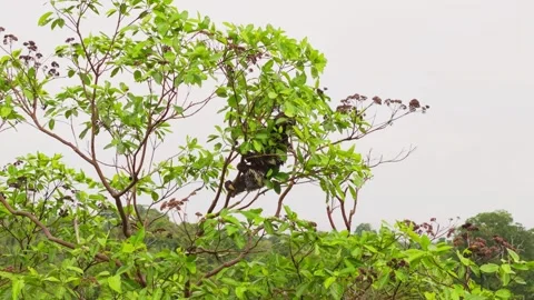 Sloth perching on tree branch amid lush Amazon rainforest foliage, representing 스톡 동영상 308419424