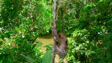 Sloth in Peru, climbing up a thin tree Stock Photos