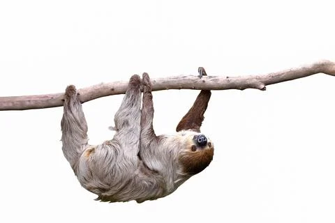 Sloth Stock-Fotos