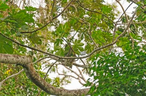 Sloth in the rain forest Photos