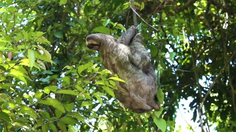 Sloth Reaching For Leaves in Tree Stock-Footage 54340771