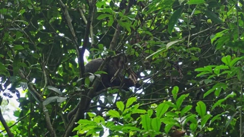 Sloth Rest Tropical Tree Forest Brazil Wildlife Nature Sleep Green Branch Видео 334871623