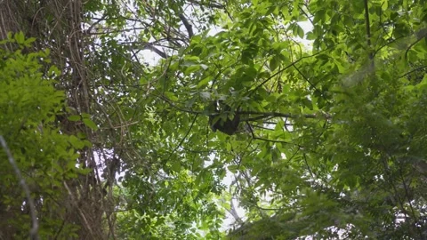 Sloth Resting in Metropolitan Natural Park Rainforest Canopy Stock Footage 346083980