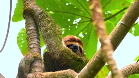 Sloth resting on a tree branch in a Costa Rican rainforest Stock Footage 341329457