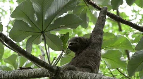 Sloth resting on tree Stock Footage 40402171