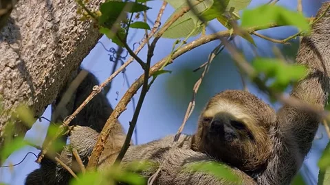Sloth Resting in Tree Video stock 323142760