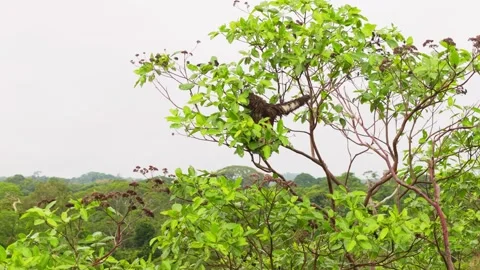 Sloth rests on tree branch, scanning dense Amazon rainforest canopy, revealing 스톡 동영상 308403557