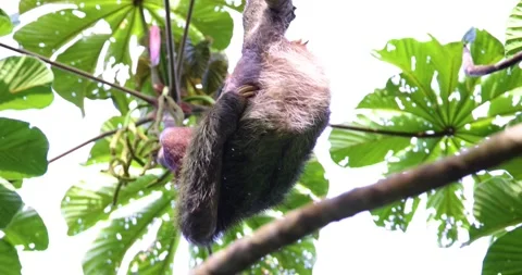 A sloth scratching his bottom on Bocas del Toro, Panama Video stock 205286782