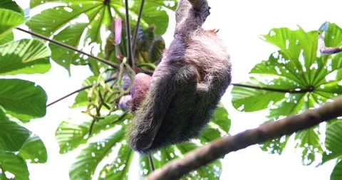 A sloth scratching his bottom on Bocas del Toro Stock Footage 205286925