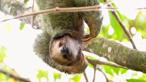 Sloth scratching itself while hanging from a tree branch 動画素材 348008521