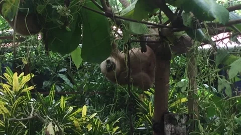 Sloth scratching in a tree Stock Footage 133831877