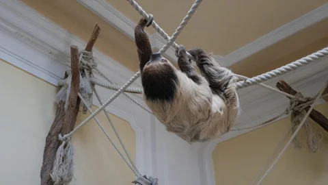 Sloth at Shonbrunn Zoo Stock Footage 82605375