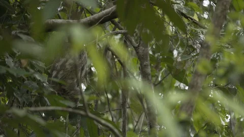 SLOTH SHOWS BACK WHILE CLIMBING DOWN VINES | EXT | 2398 | 4K Stock Footage 105174214