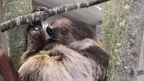 Sloth sitting in tree Stock Footage 146548965
