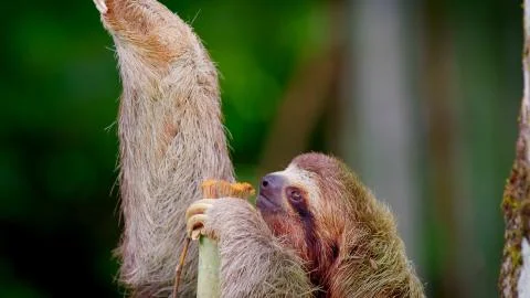 Sloth sitting on a tree Stock Photos