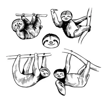 Sloth. Sketch illustration. Stock Illustration