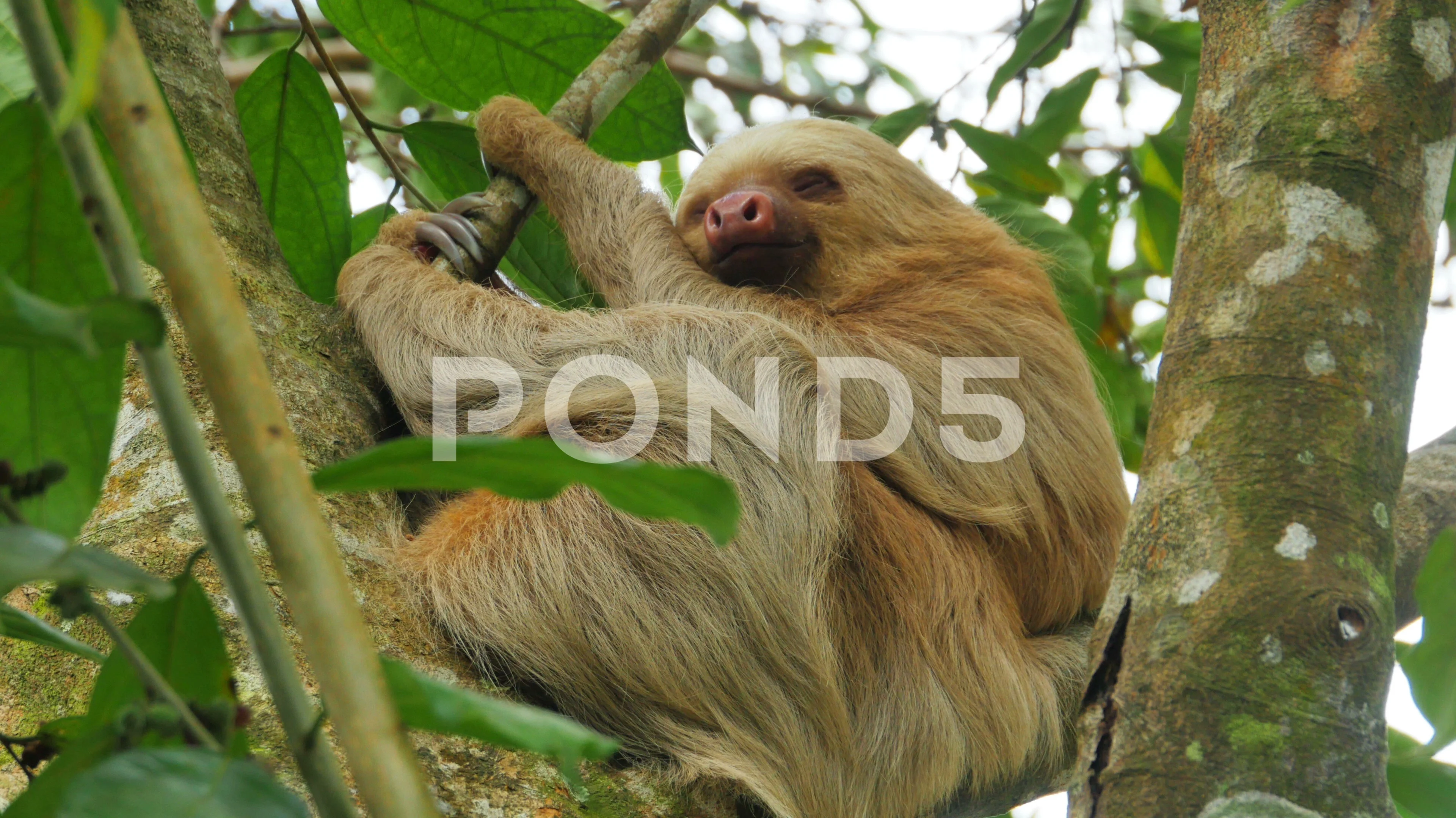 sloth sleeping