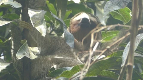 Sloth sleeping Stock Footage 93180697