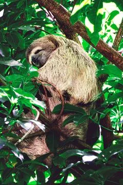 Sloth sleeping high in the tree Foto stock