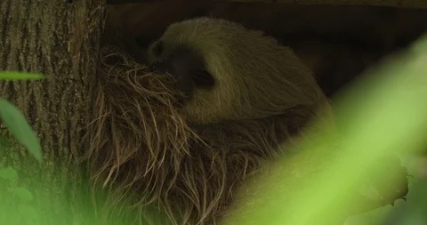 Sloth sleeping on the tree branch Stock Footage 109363930