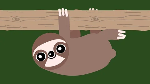 Sloth slow climbing a tree. Stock Footage 113579304