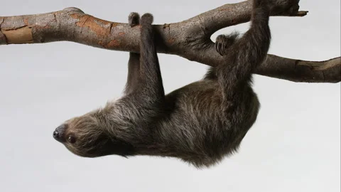 Sloth slowly climbs across branch - wide shot - isolated on white Stock Footage 239060281