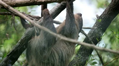 Sloth slowly climibng on tree branches Stock Footage 27820807