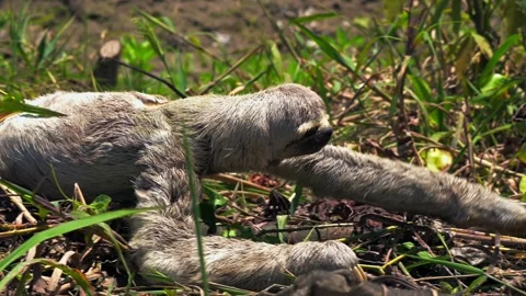 Sloth slowly crawling in the lush Amazon rainforest, filmed in slow motion Stock Footage 302891359