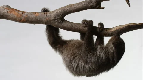 Sloth slowly crawls across branch - isolated on white background Stock Footage 239059110