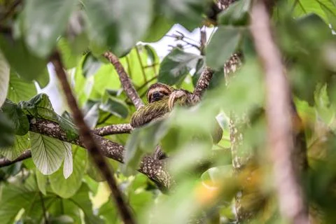 Sloth three toe juvenile playful in tree manuel antonio national park costa r Stock Photos
