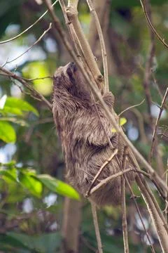 Sloth - a three-toed sloth climbing a tree in the tropical rainforest Fotos de archivo
