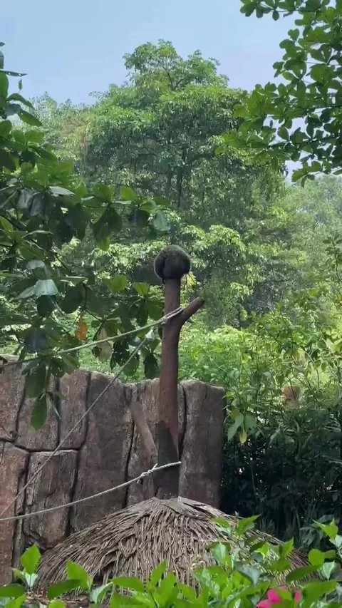 A sloth at the top of a tree Stock Footage 286331098