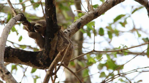 Sloth in tree 2 Colombia Stock-Footage 25147752