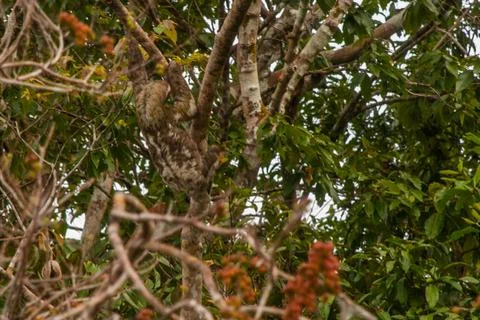 The sloth on the tree. Amazonas, Brazil Stock Photos