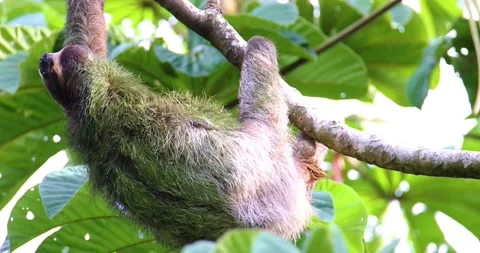 A sloth in a tree on Bocas in Panama Stock Footage 205292918