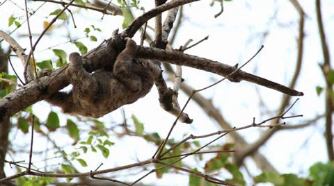Sloth in tree Colombia Stock-Footage 25038654