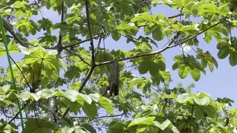 Sloth in a Tree in Costa Rica Stock Footage 283782875