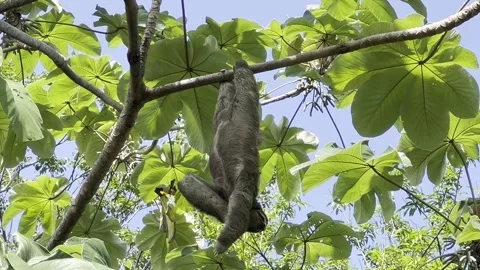 Sloth in a Tree in Costa Rica Stock Footage 283783164