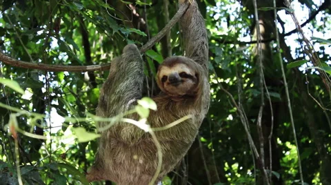 Sloth in Tree Stock-Footage 46801692