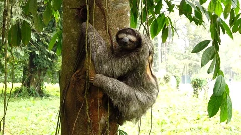 Sloth on the tree Stock Footage 121003130