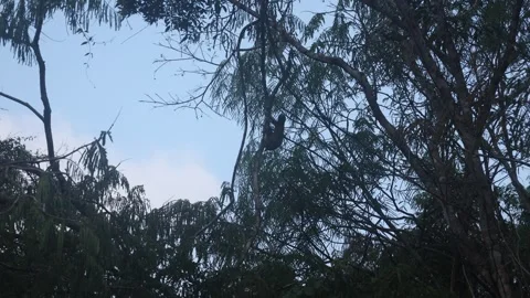 Sloth on a tree Stock Footage 279192079