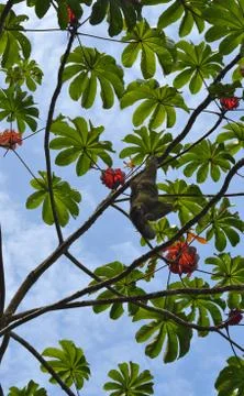 Sloth in tree Foto stock