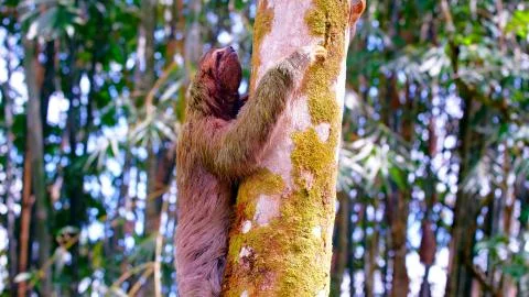 Sloth on a tree Stock Photos