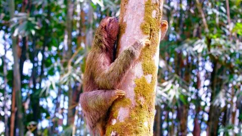 Sloth on a tree Stock Photos