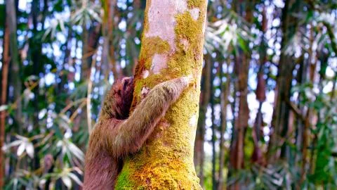 Sloth on a tree Stock Photos