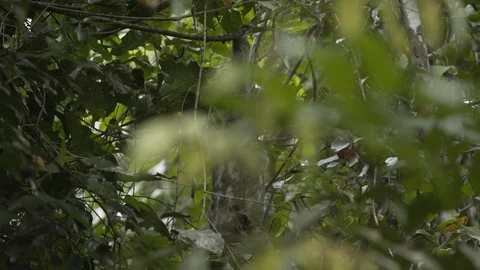 SLOTH TURNS HEAD TO ONE SIDE WHILE CLIMBING DOWN VINES | EXT | 2398 | 4K Stock Footage 105174112