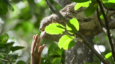 Sloth Wants To Get Pet From The Man Stock Footage 41258668