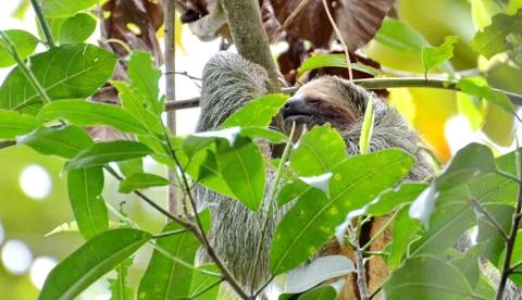 Sloth in the wild Stock Photos